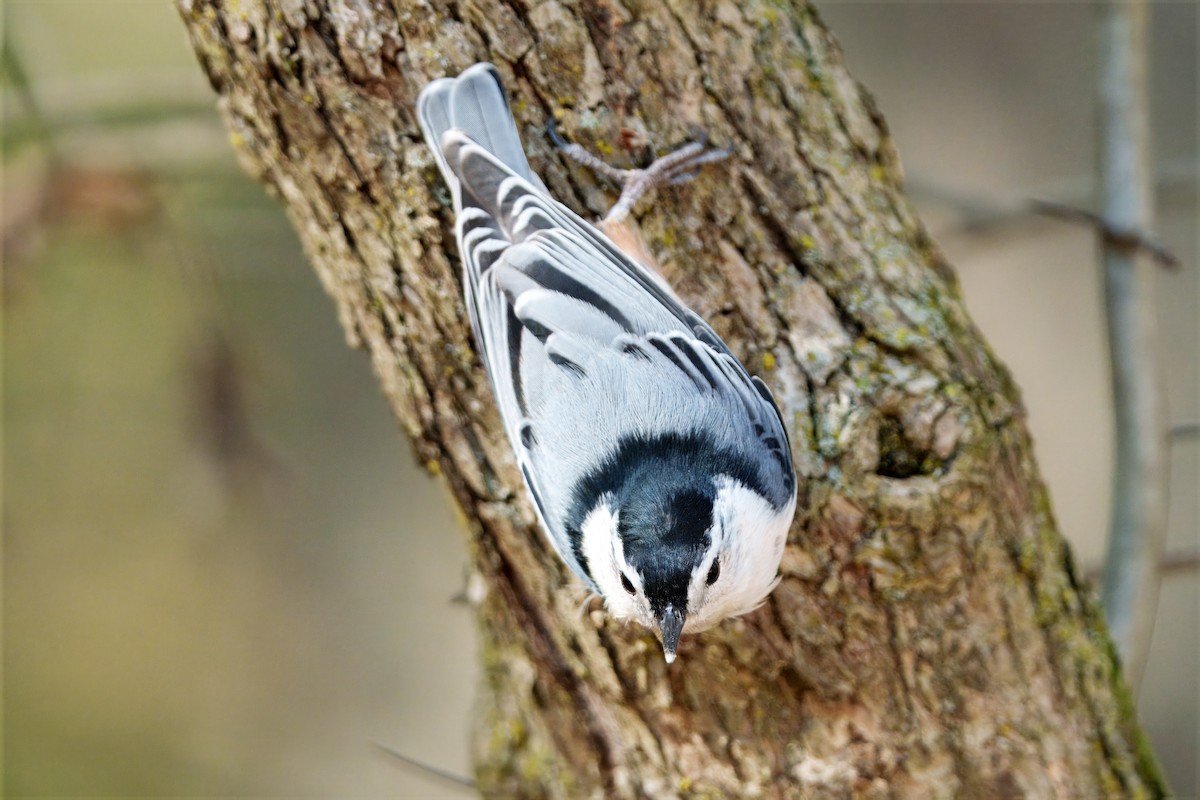 White-breasted Nuthatch - ML643762436