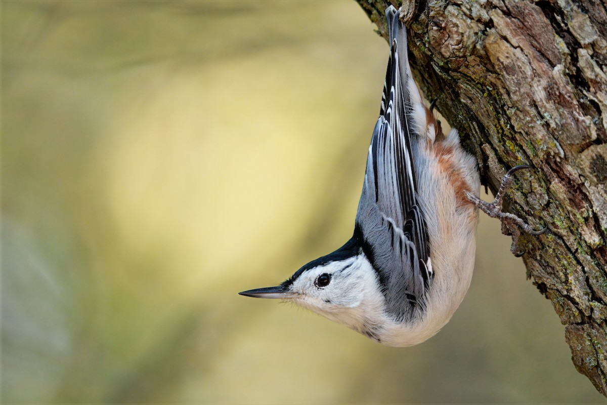 White-breasted Nuthatch - ML643762437
