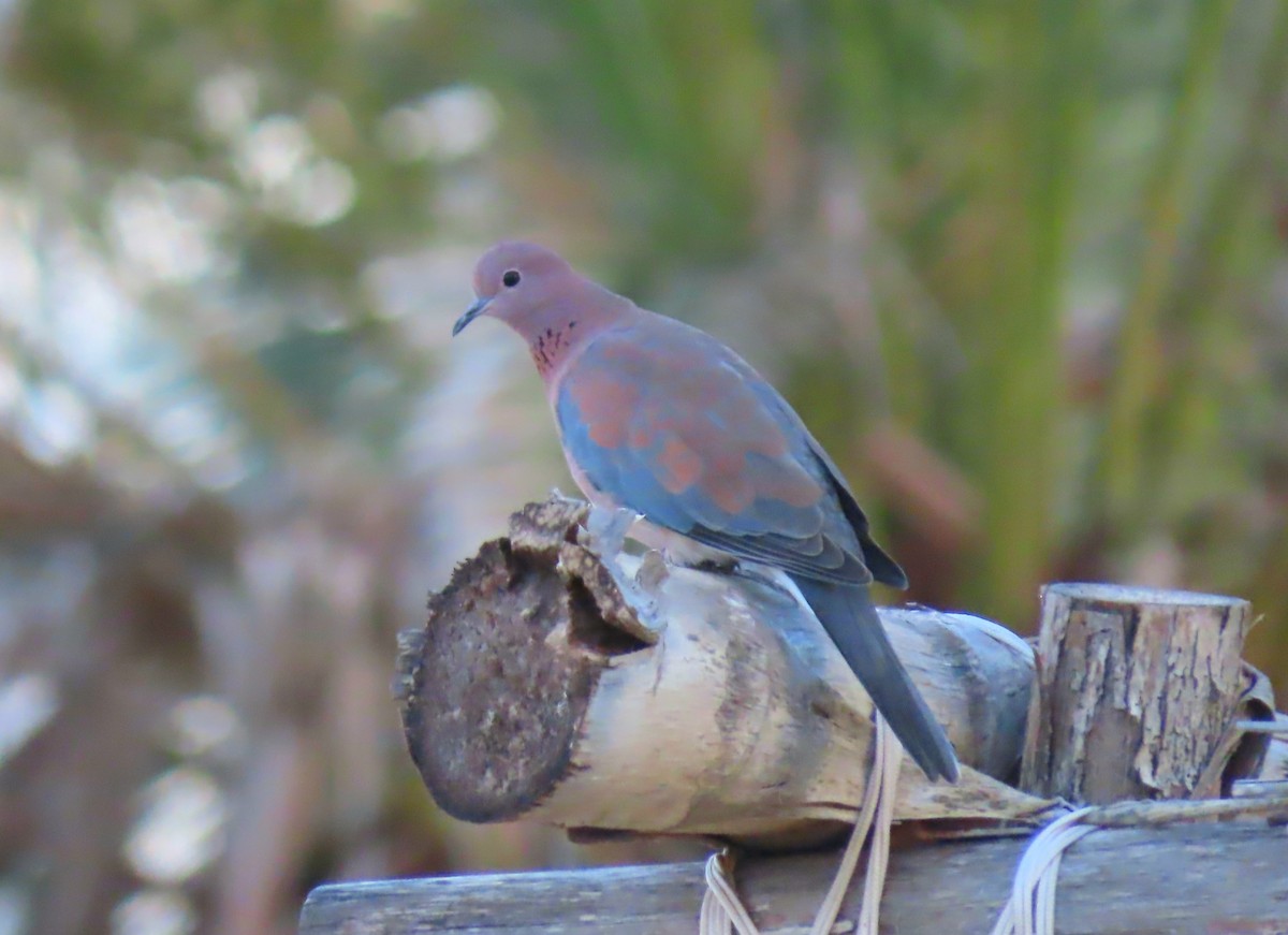 Tórtola Senegalesa - ML643762456