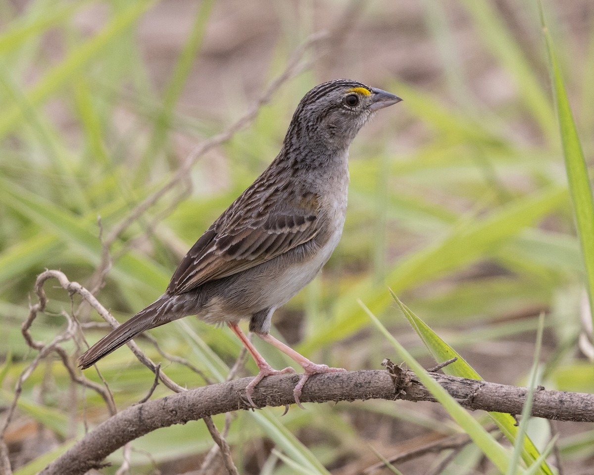 Grassland Sparrow - ML643762463