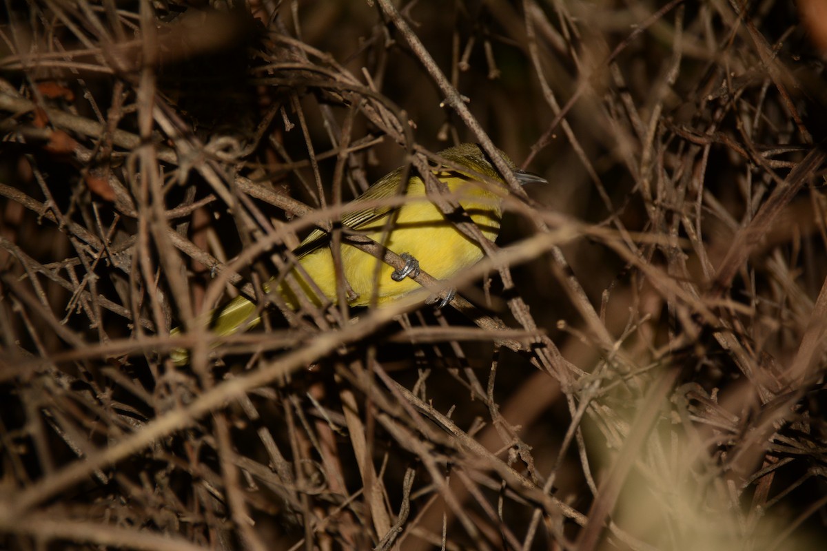 tanımsız Passeriformes sp. - ML643762470