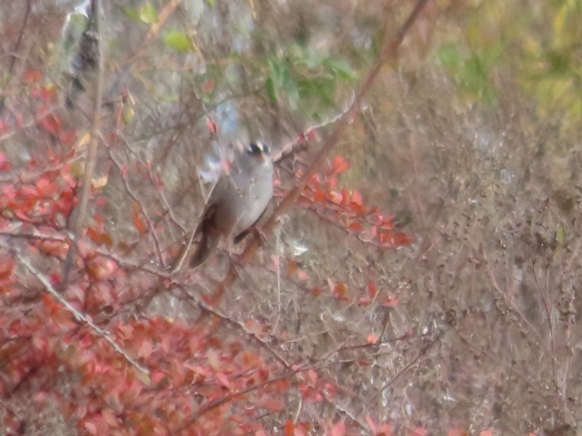 White-crowned Sparrow - ML643762497