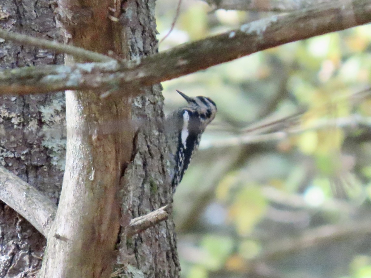 Yellow-bellied Sapsucker - ML643762498