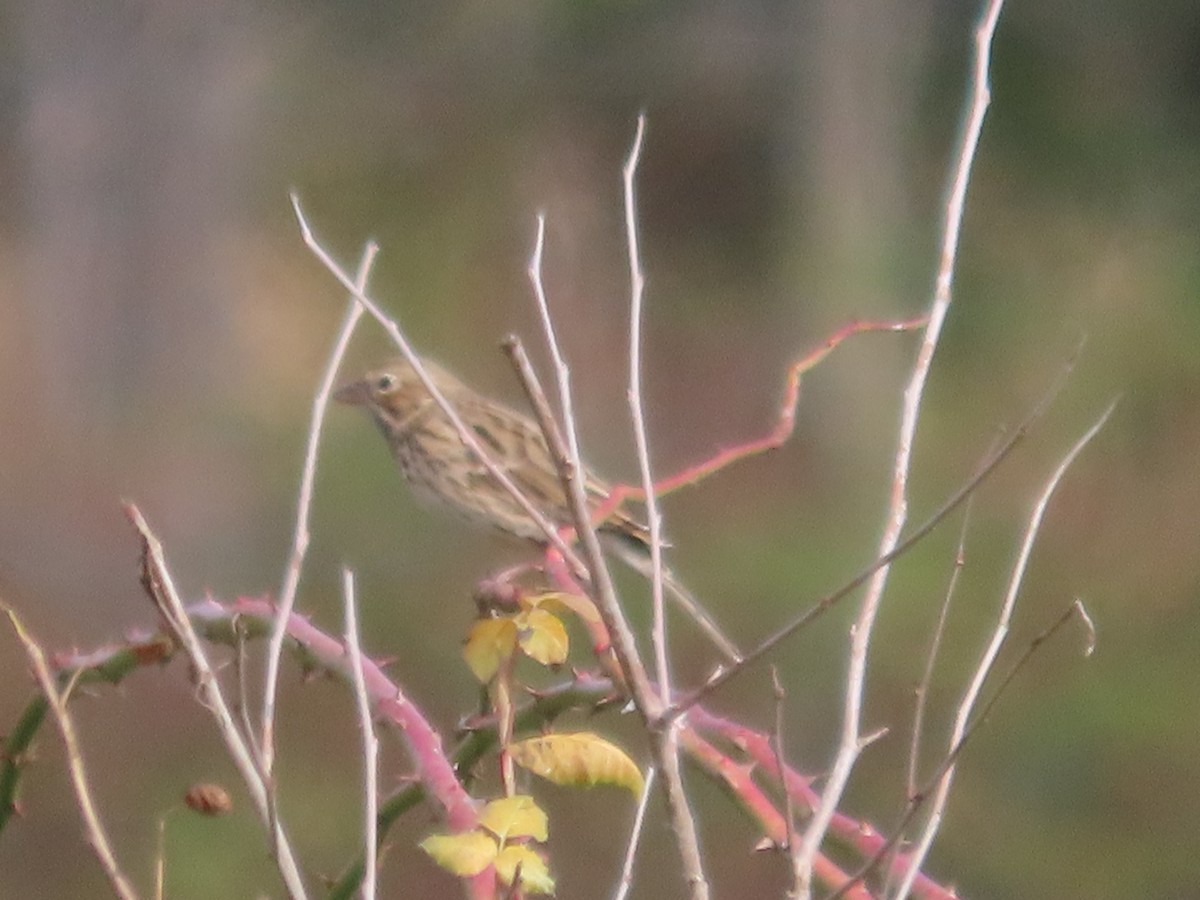 Vesper Sparrow - ML643762506