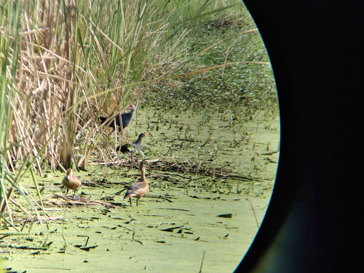 Gray-headed Swamphen - ML643762513