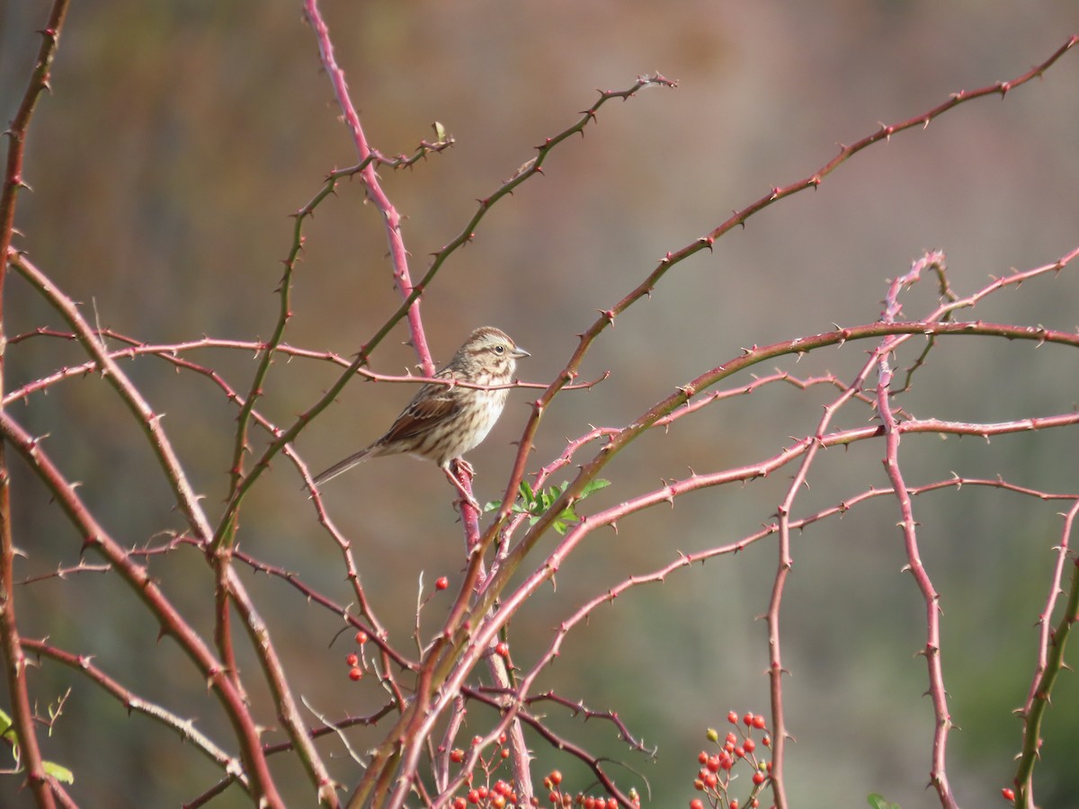 Song Sparrow - ML643762514