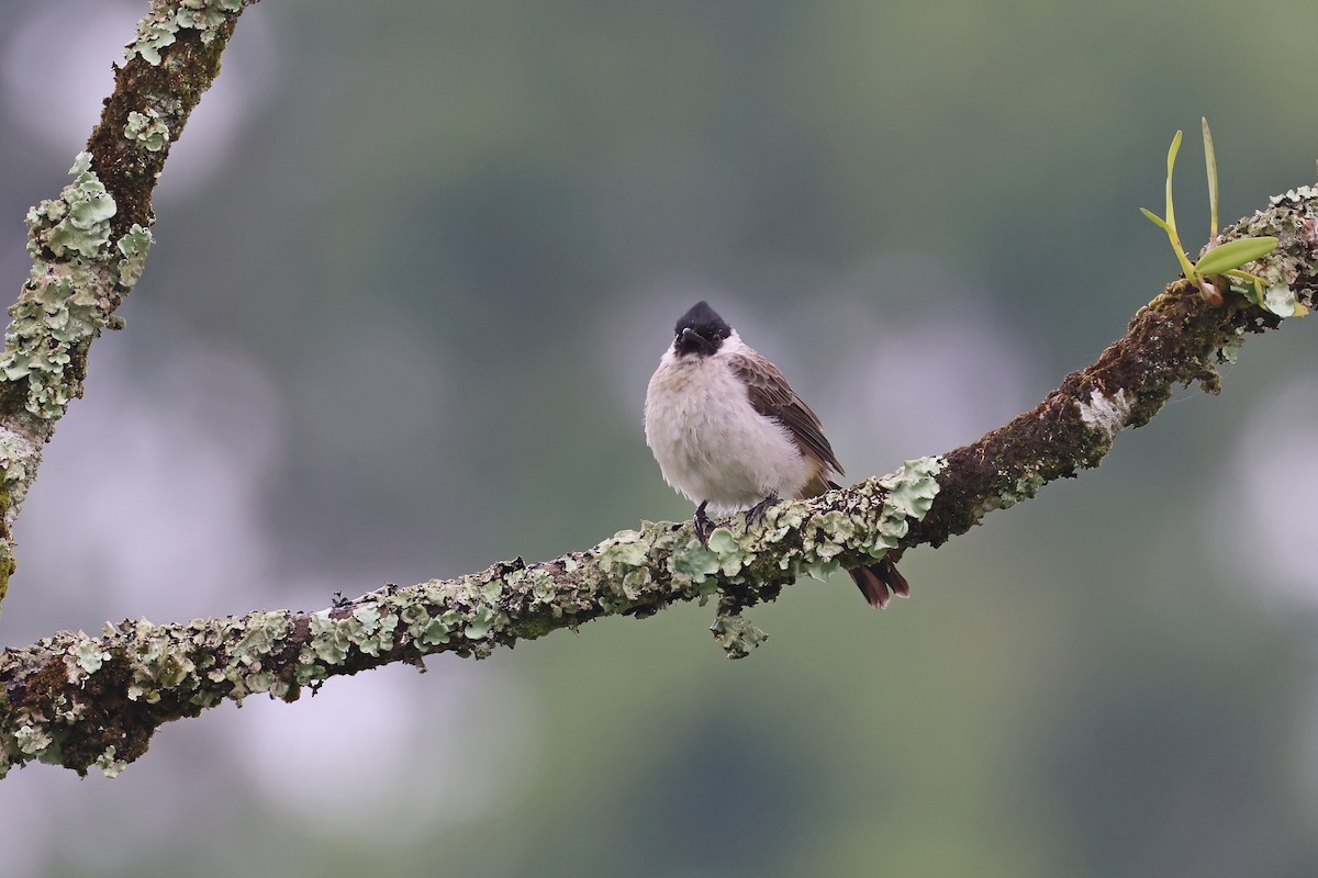 Bulbul Ventridorado - ML643762519