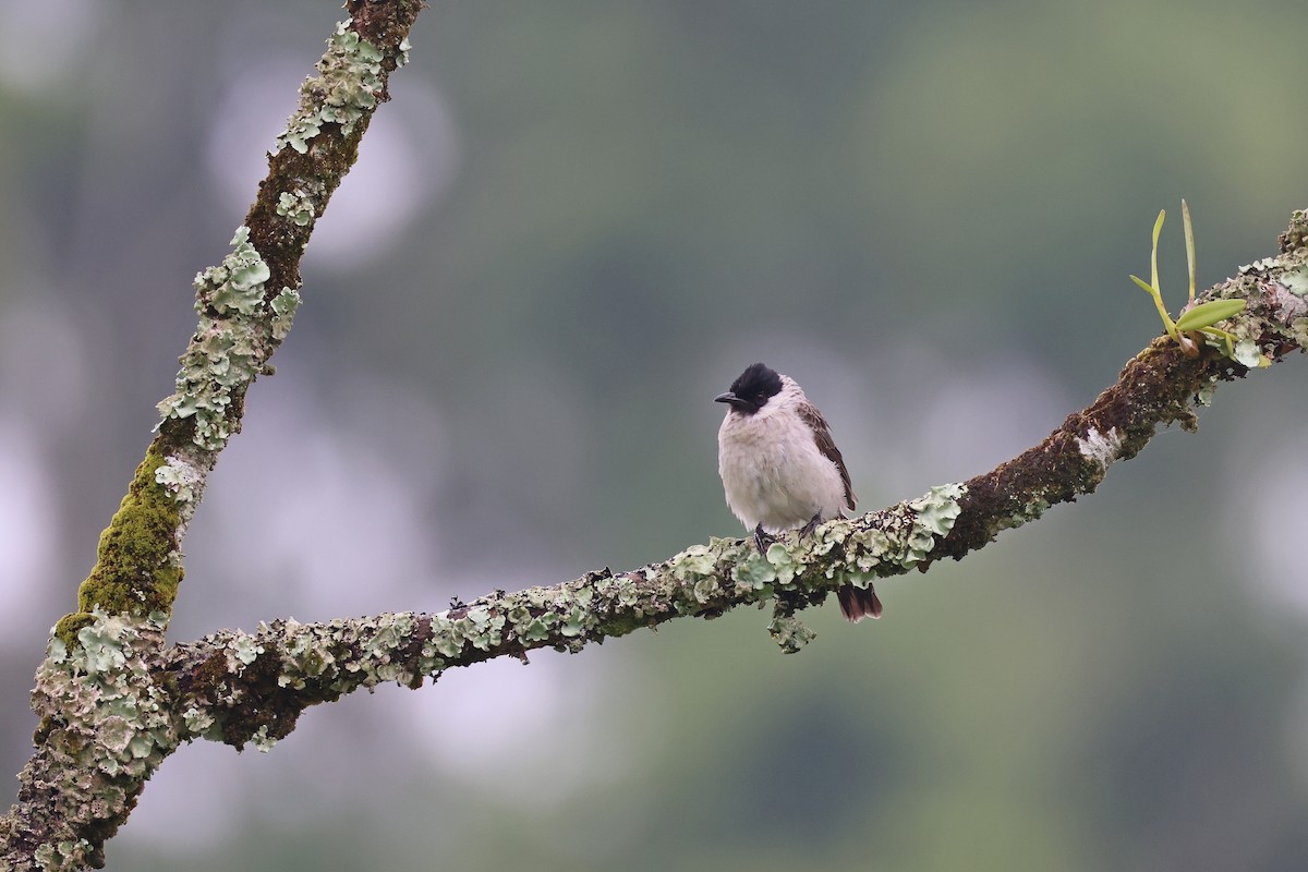 Bulbul Ventridorado - ML643762525