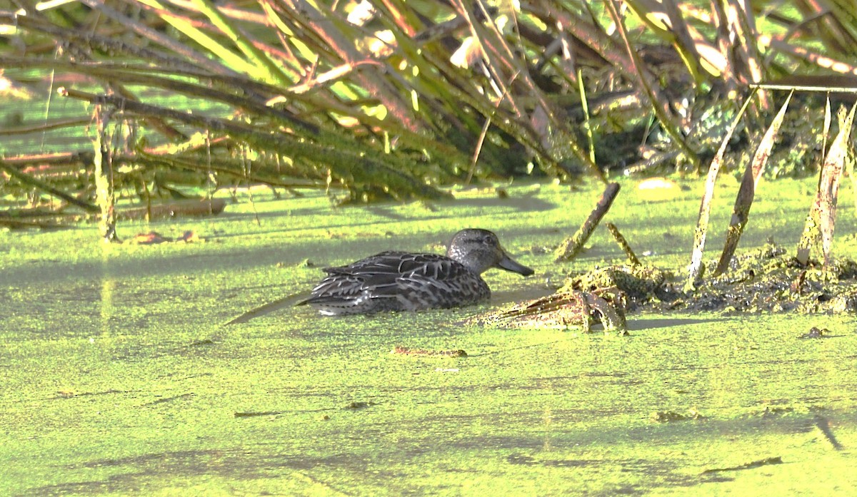 Ногоохон нугас - ML643762556