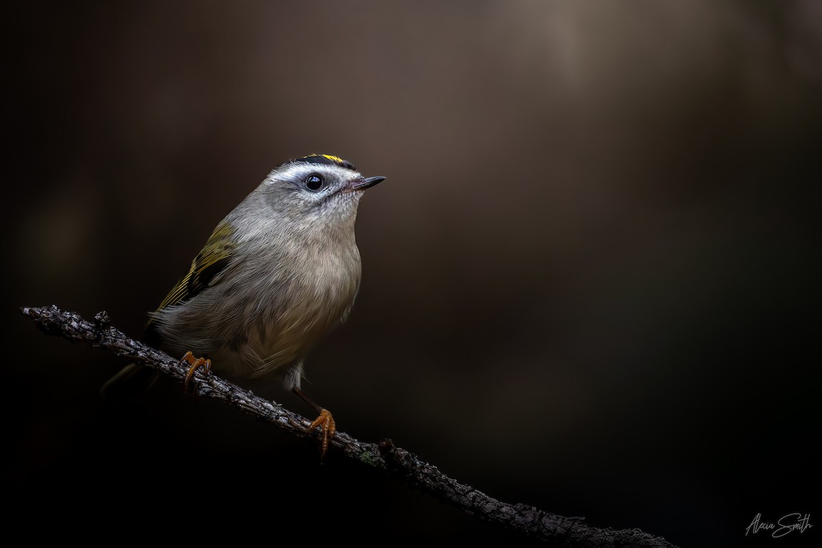 Golden-crowned Kinglet - ML643762562