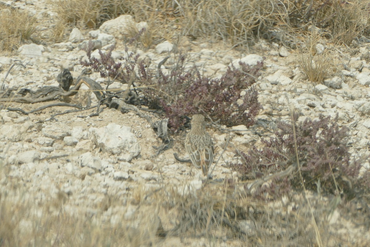 Spike-heeled Lark - ML643762575