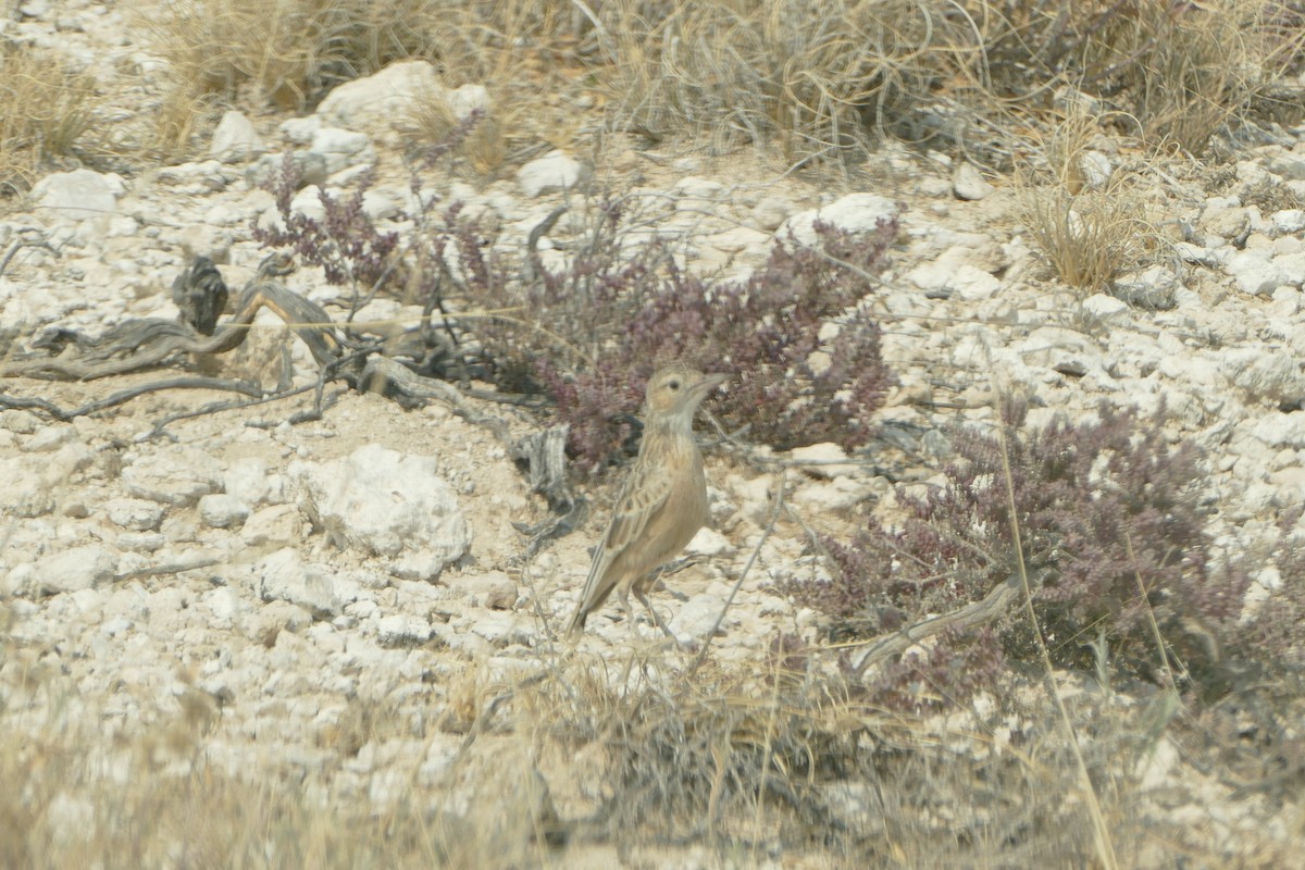 Spike-heeled Lark - ML643762577