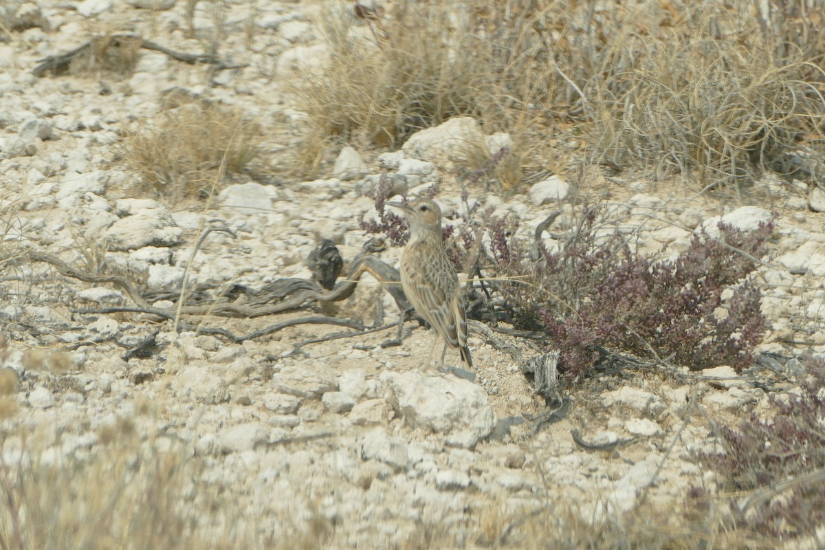 Spike-heeled Lark - ML643762578
