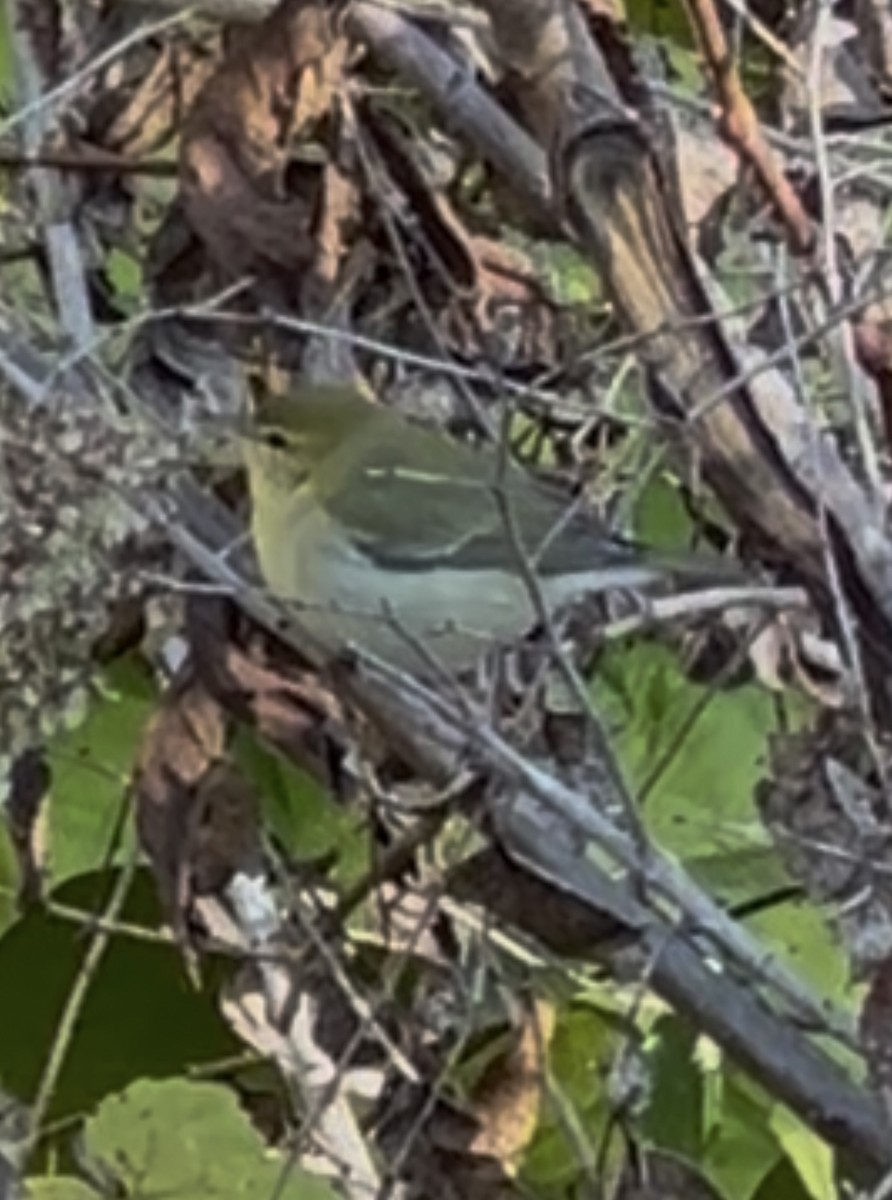 Tennessee Warbler - ML643762580