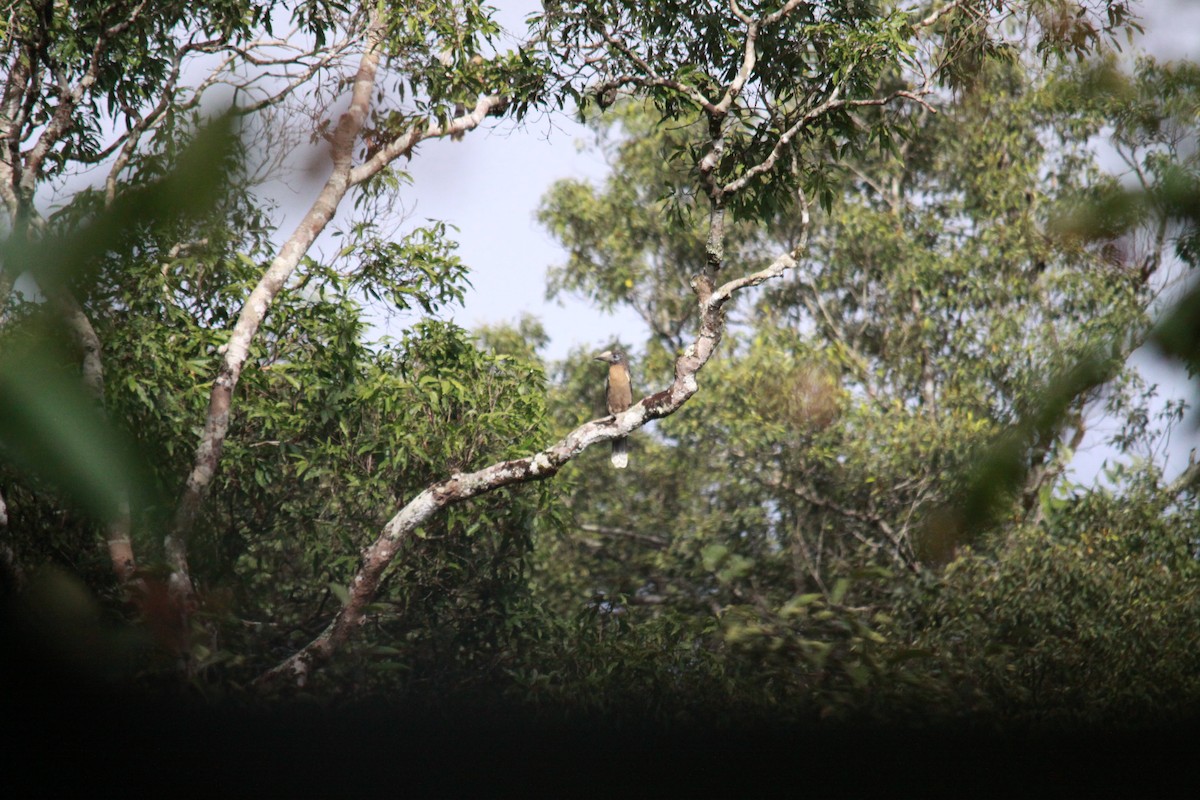 brunhornfugl - ML643762583