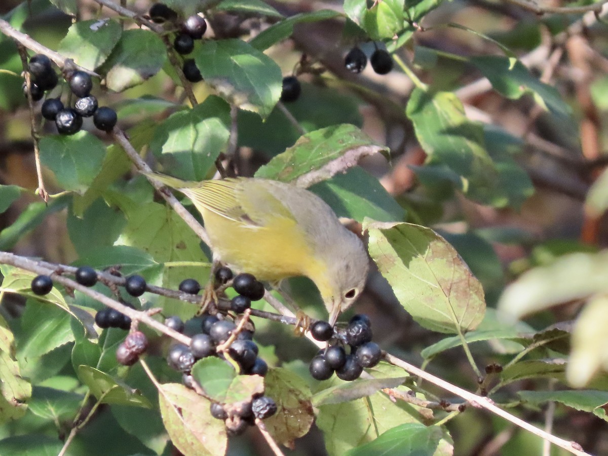 Nashville Warbler - ML643762587