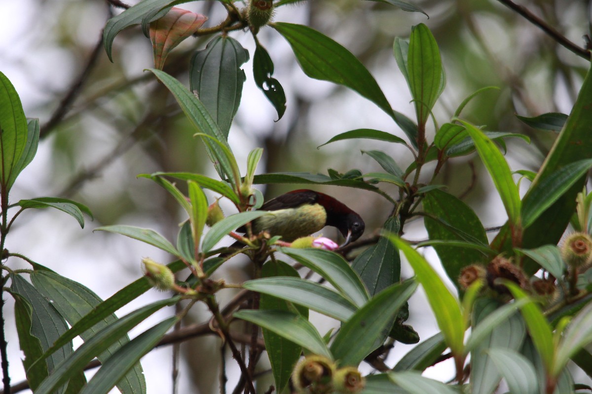 Kara Gerdanlı Nektarkuşu - ML643762592