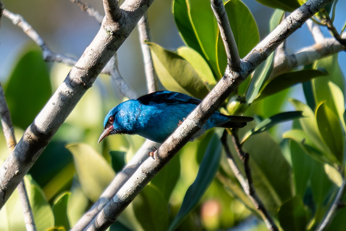 Blue Dacnis - ML643762597