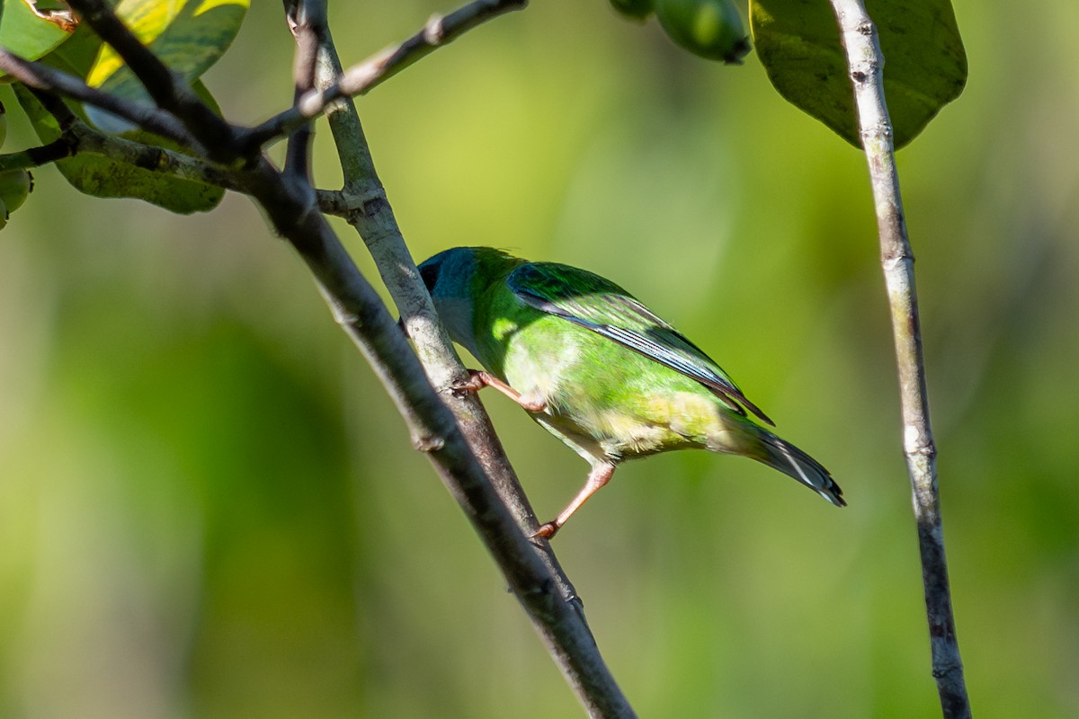 Blue Dacnis - ML643762598