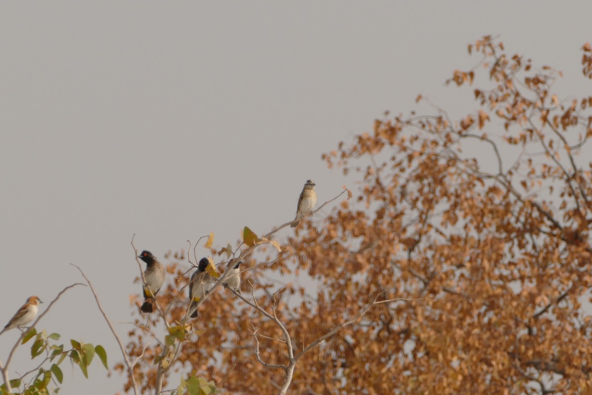 Eastern Paradise-Whydah - ML643762628