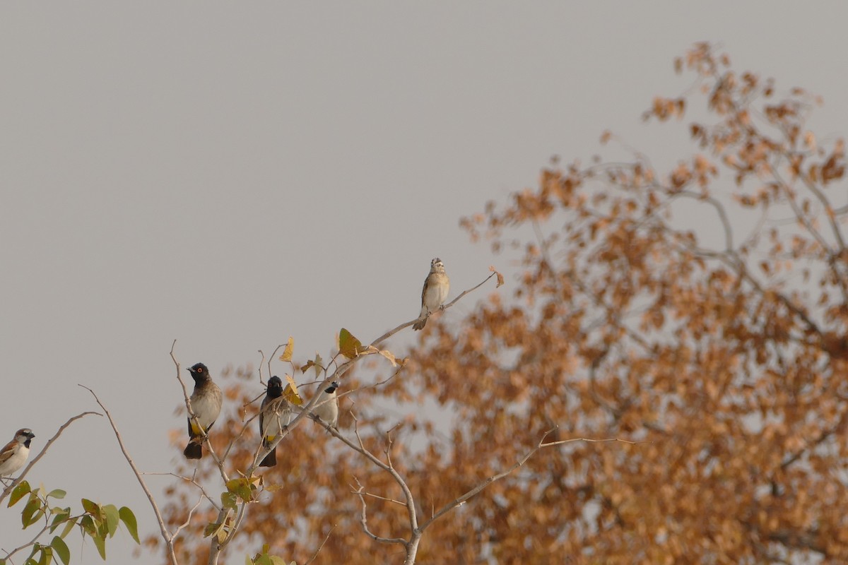 Eastern Paradise-Whydah - ML643762629