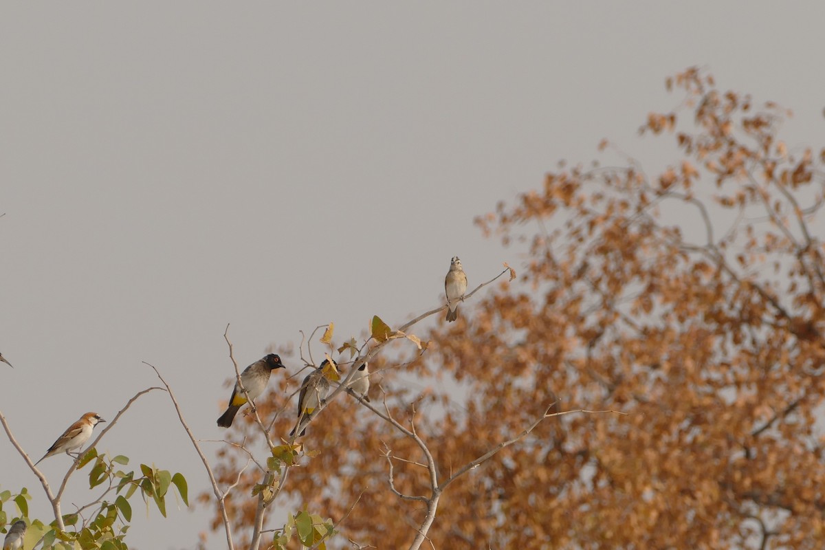 Eastern Paradise-Whydah - ML643762630