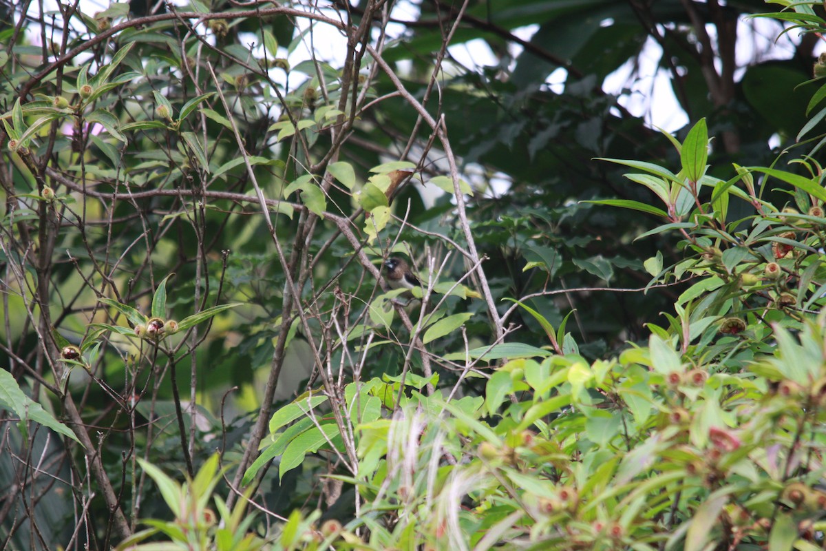 hvitgumpnonne - ML643762632