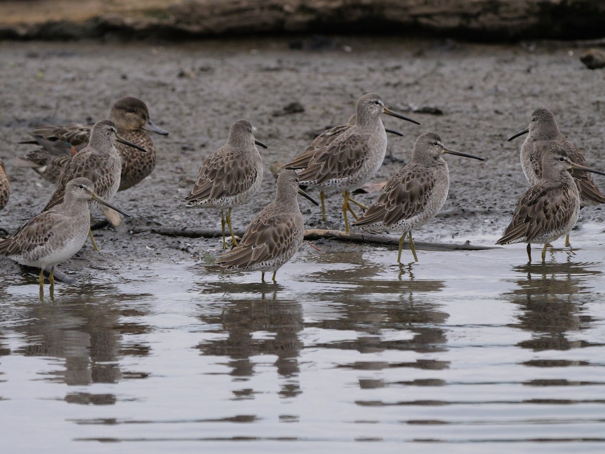 Long-billed Dowitcher - ML643762633