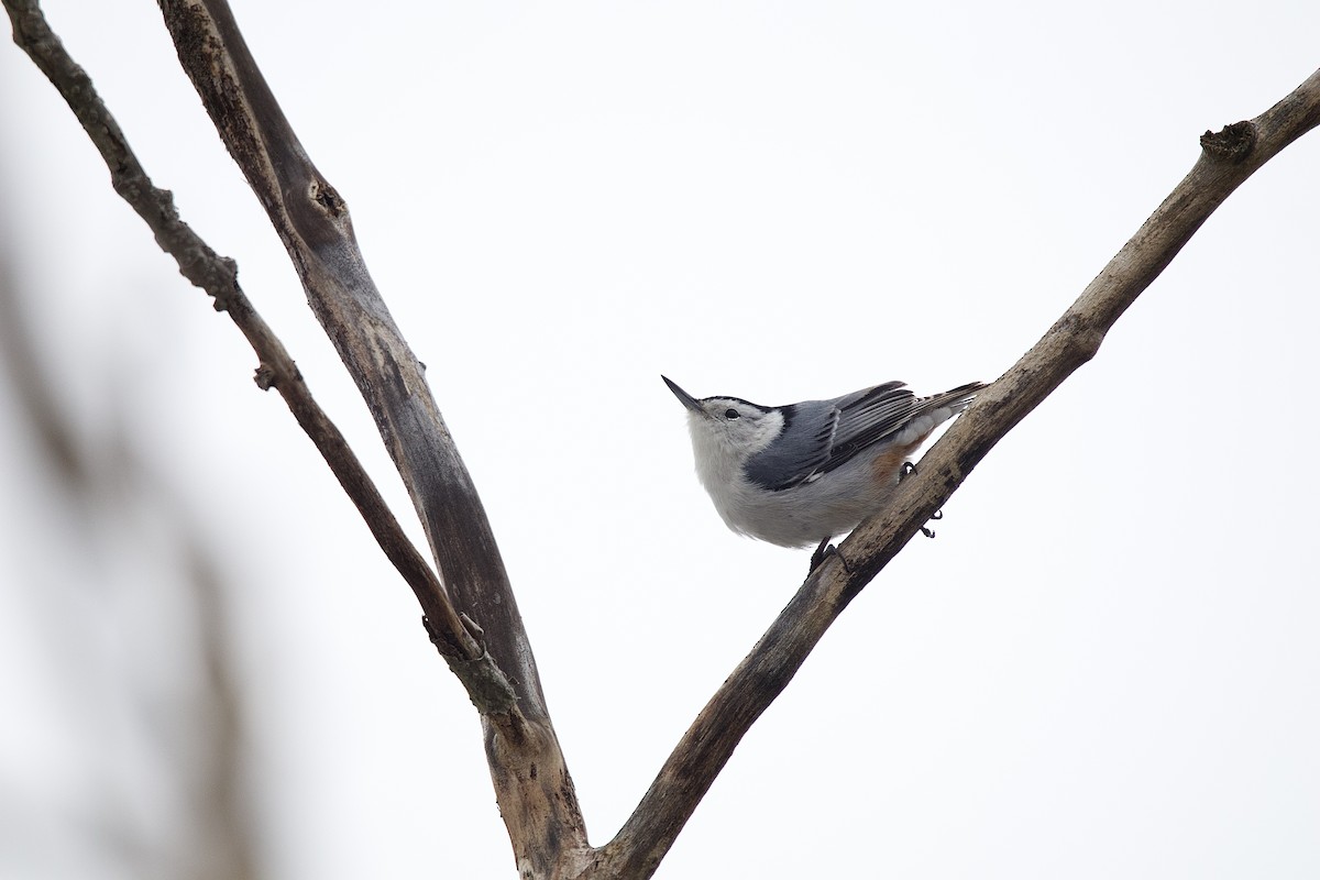 White-breasted Nuthatch - ML643762634