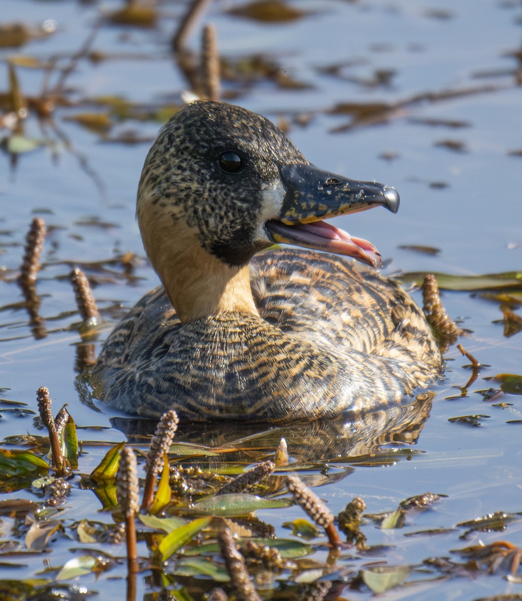 White-backed Duck - ML643762655