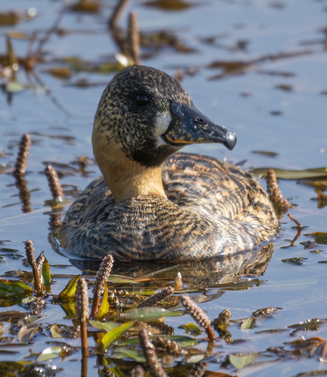 White-backed Duck - ML643762657