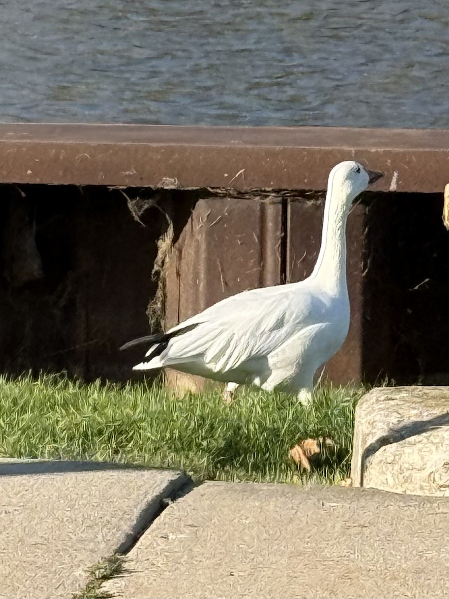 Snow Goose - ML643762659