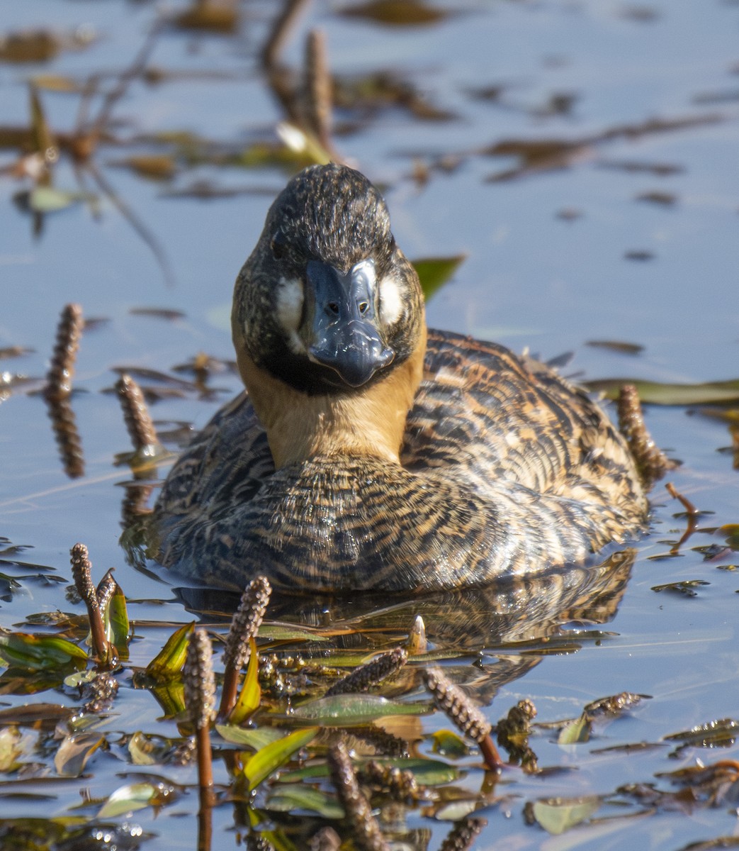 White-backed Duck - ML643762691