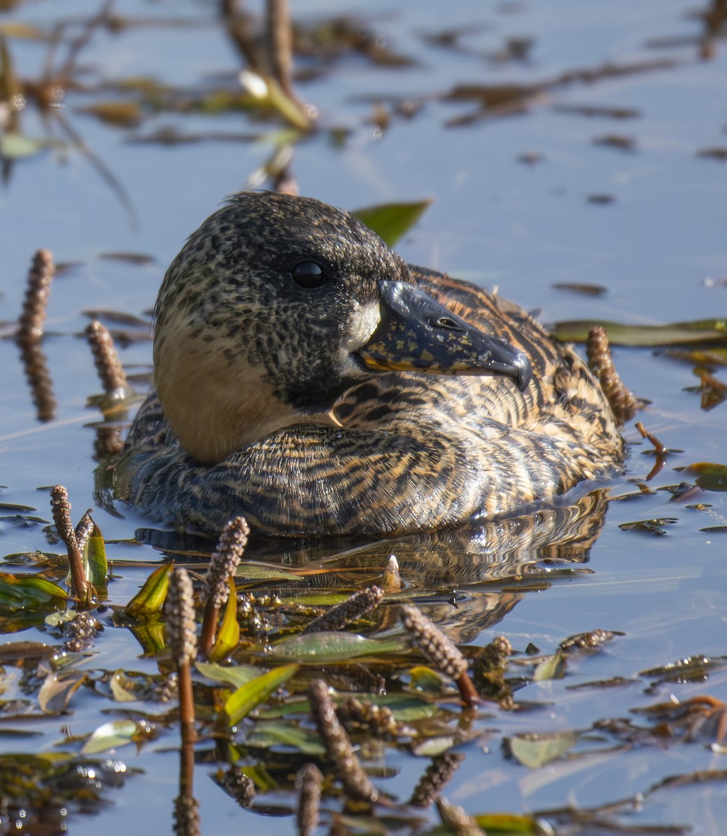 White-backed Duck - ML643762693