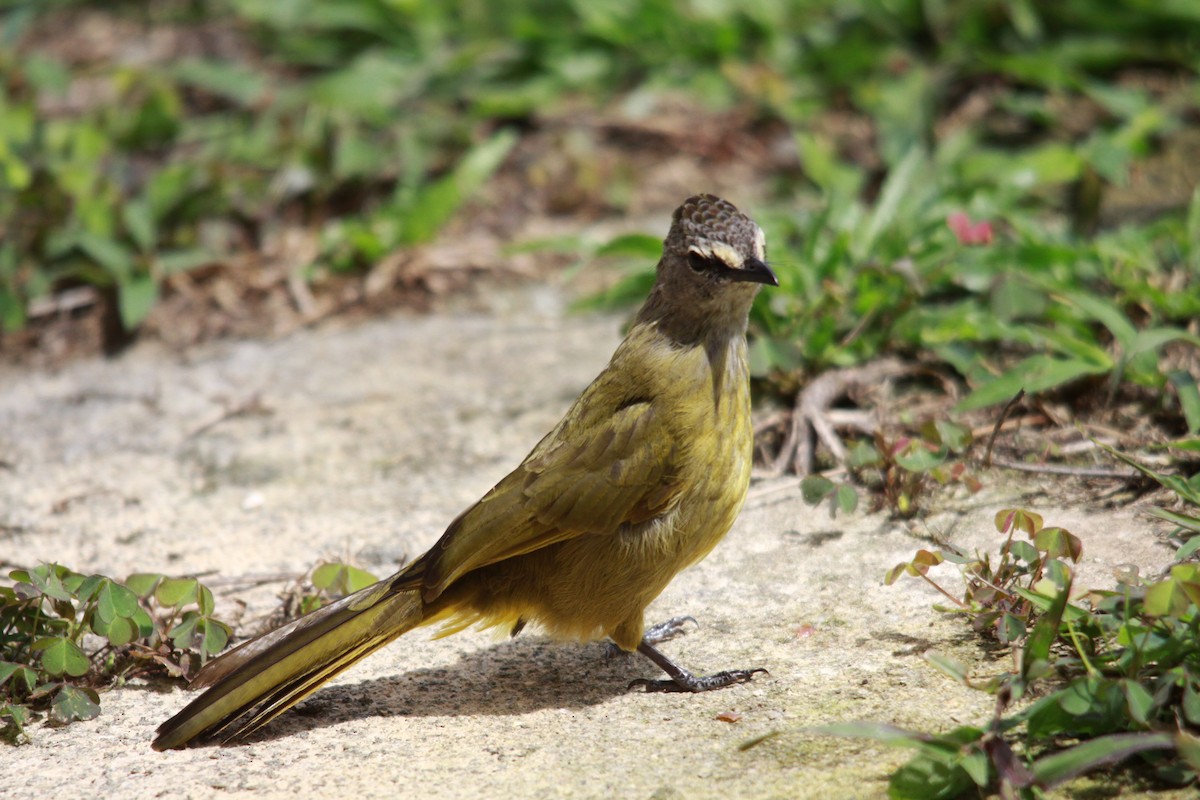 Flavescent Bulbul - ML643762695