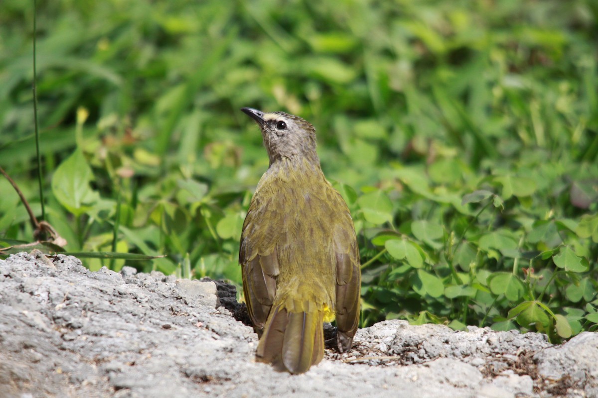Flavescent Bulbul - ML643762696