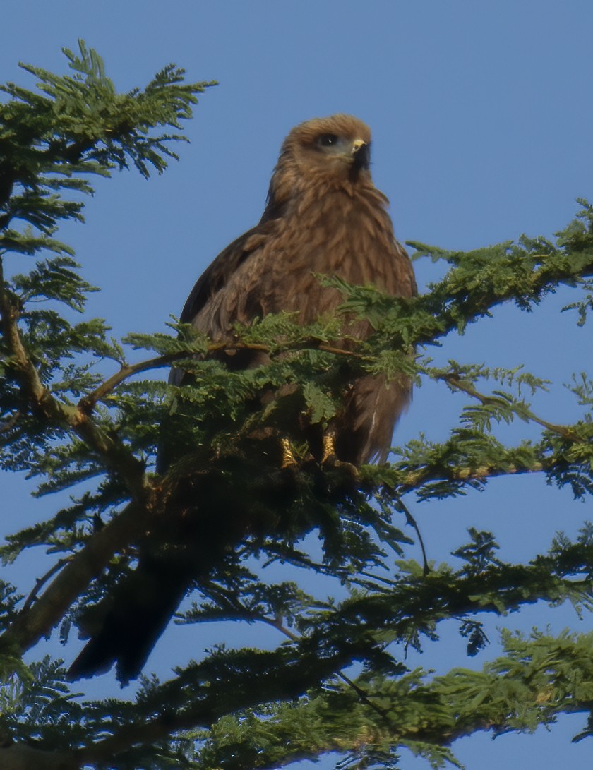 Black Kite - ML643762706