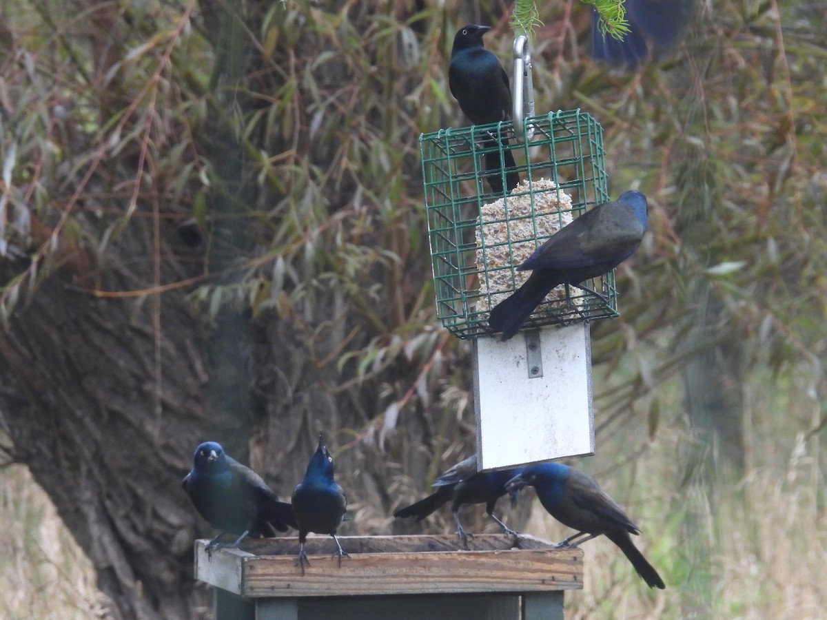 Common Grackle - ML643762708