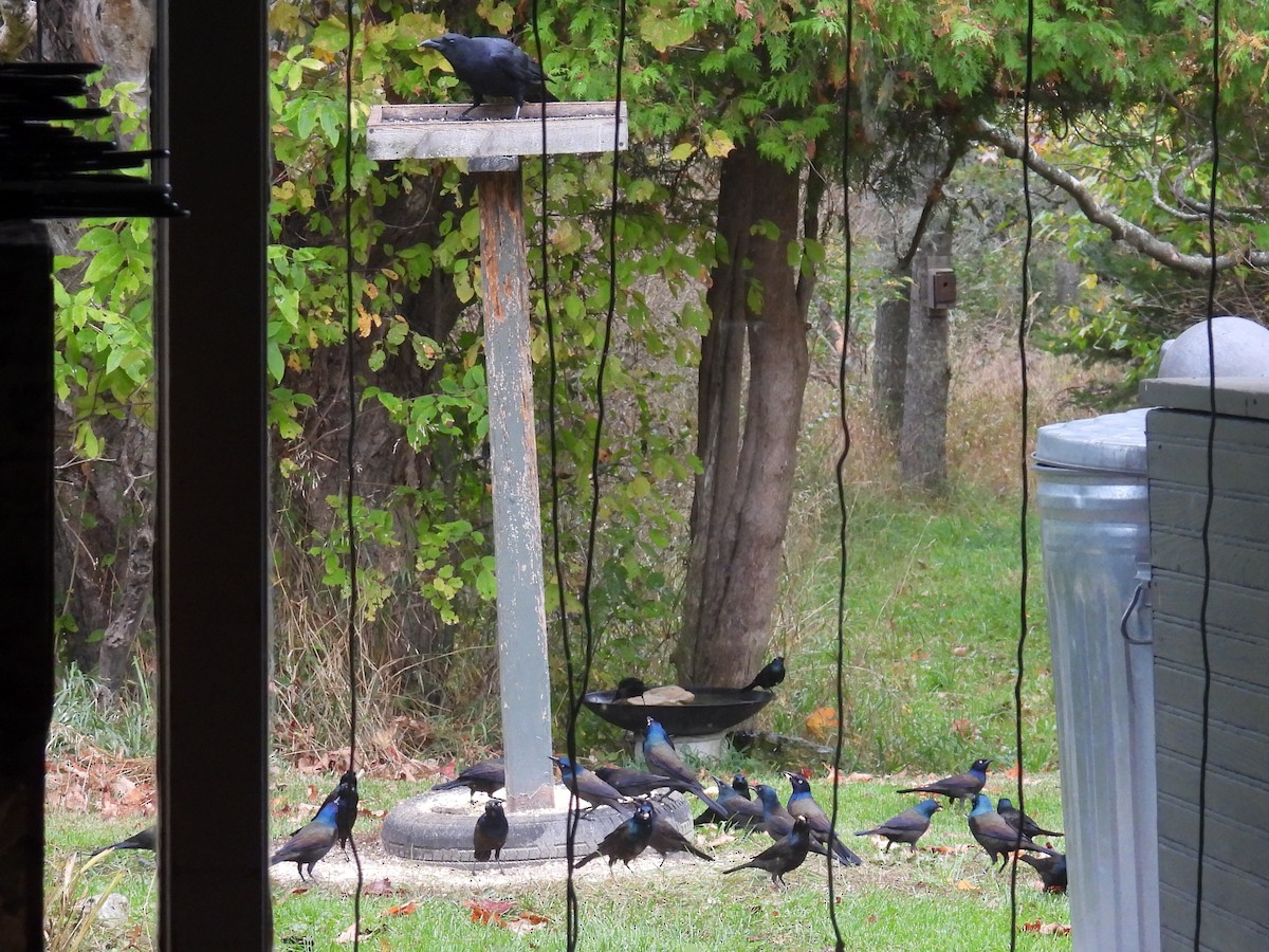 Common Grackle - ML643762709