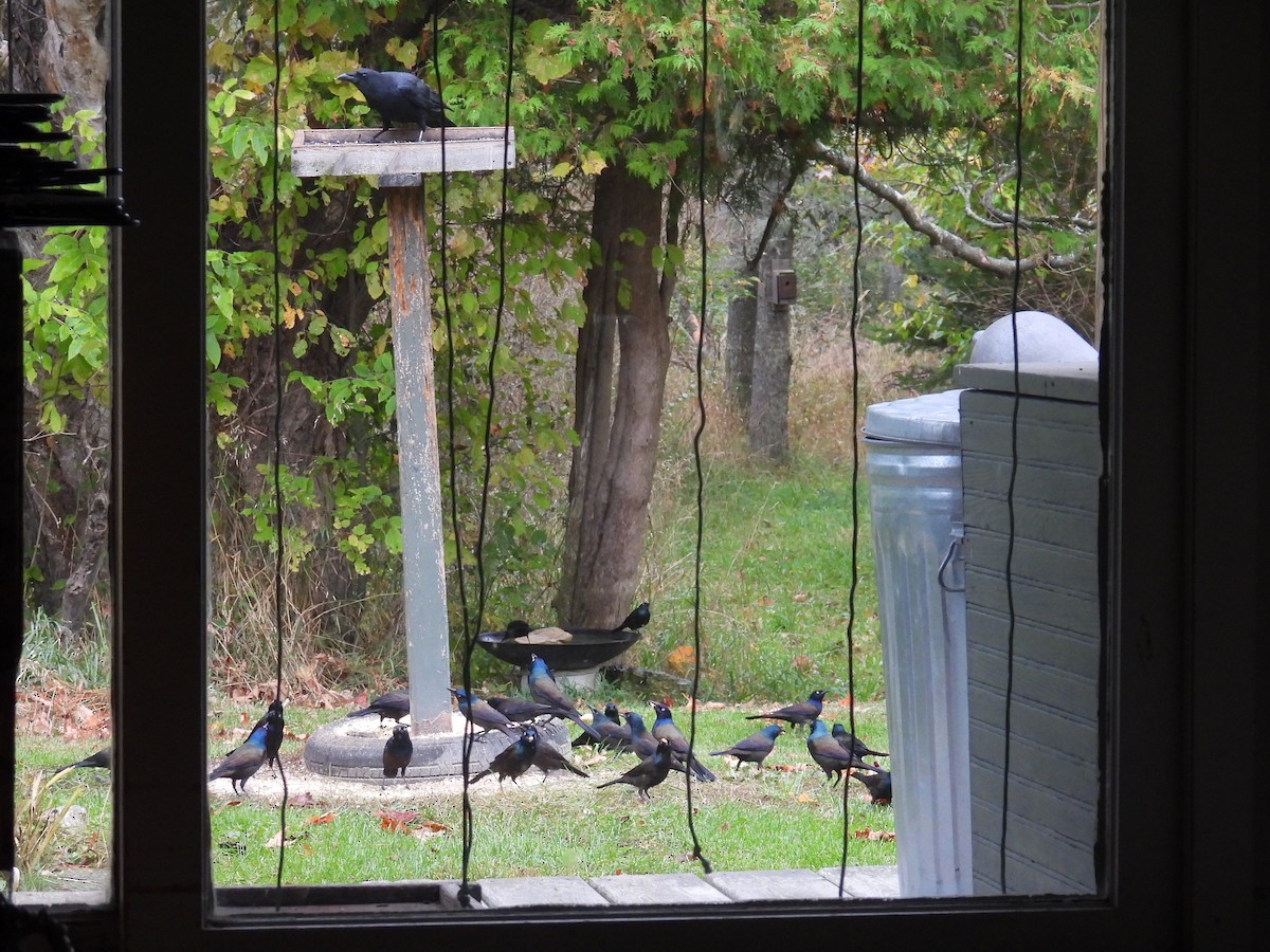Common Grackle - ML643762710