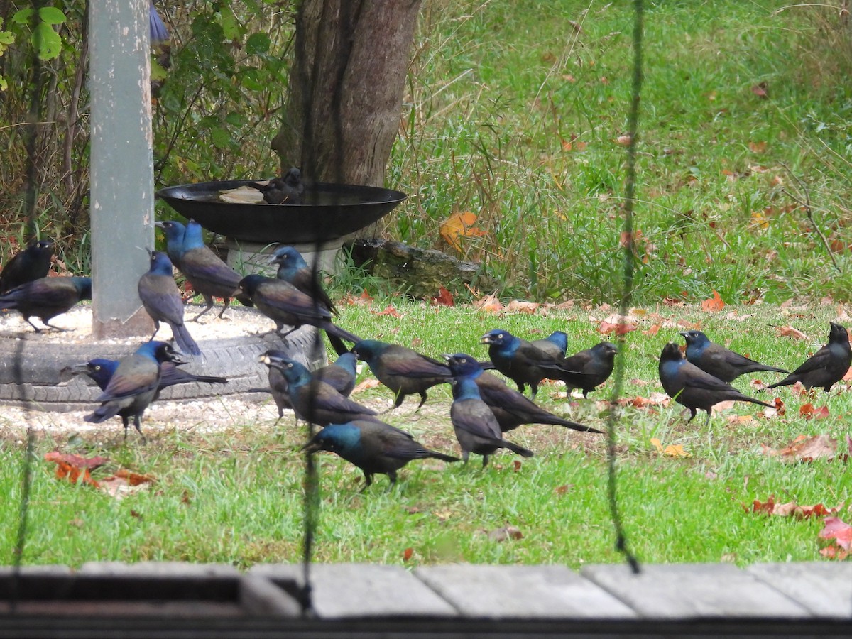 Common Grackle - ML643762711