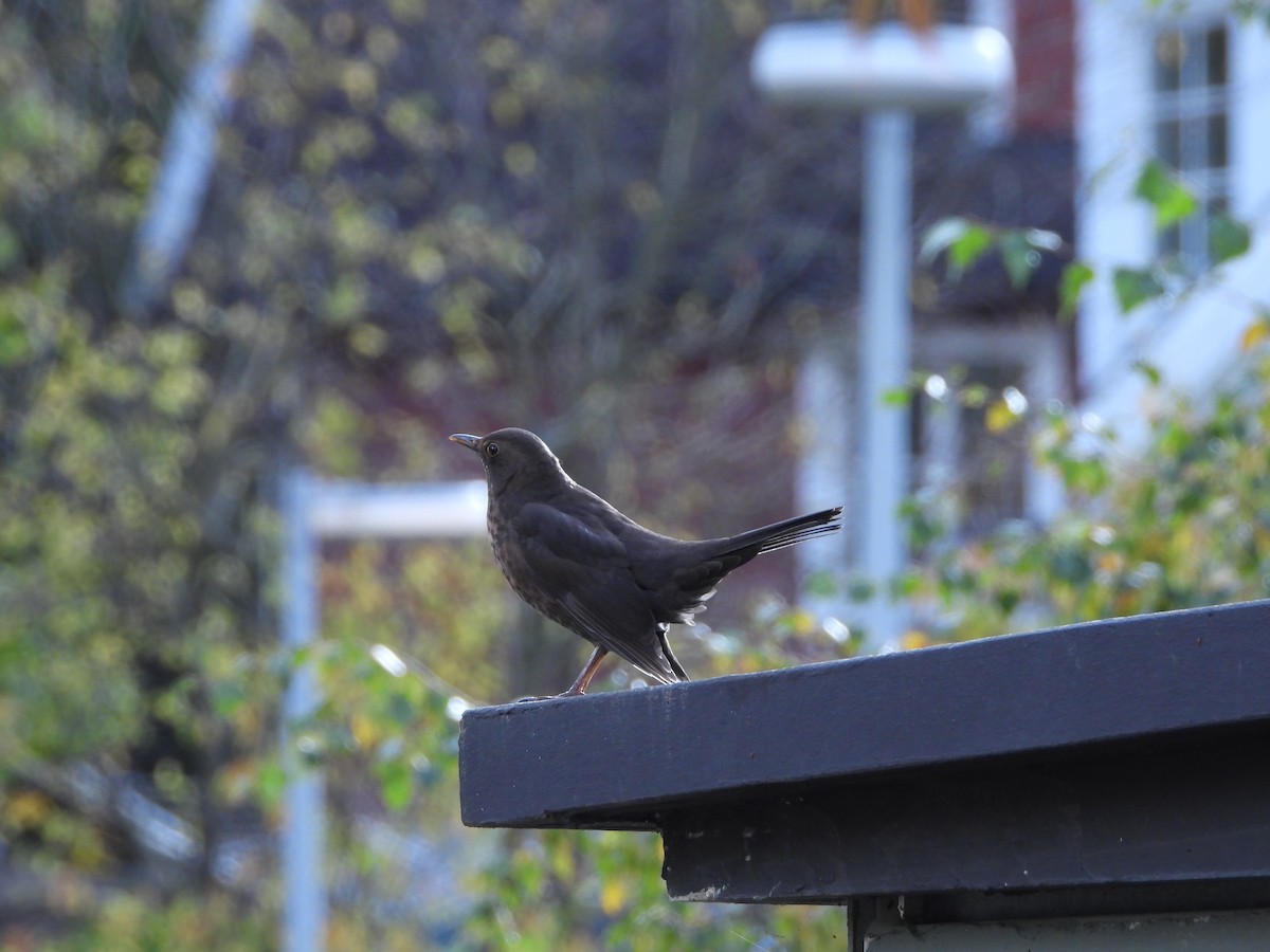Eurasian Blackbird - ML643762713