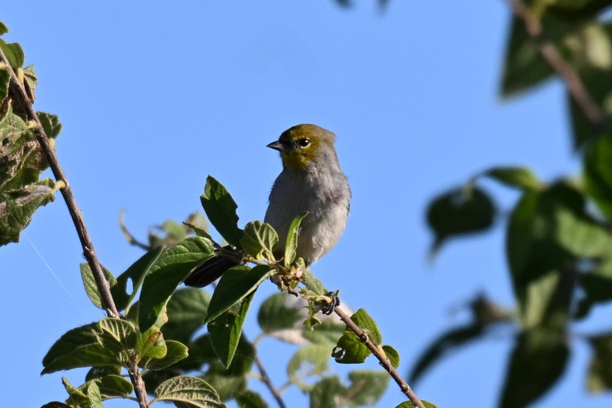 Verdin - ML643762715