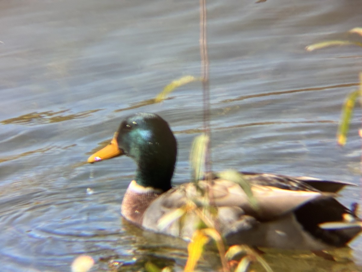 Mallard - ML643762721