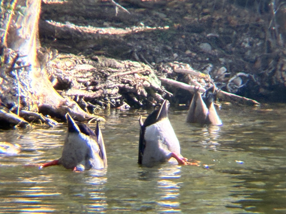 Mallard - ML643762723