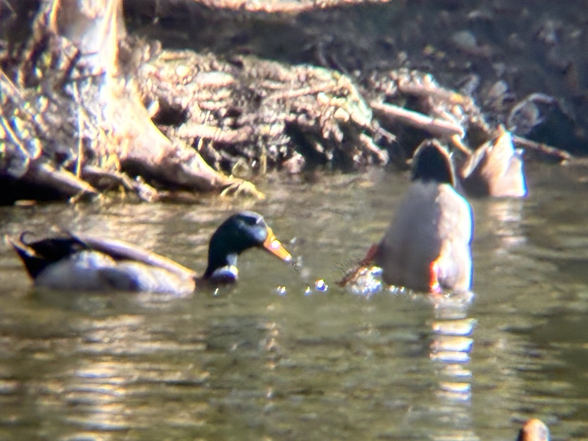 Mallard - ML643762724