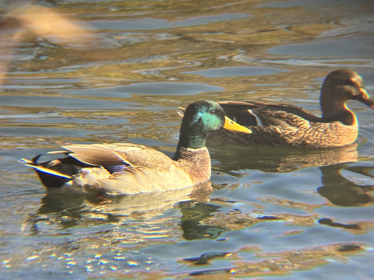 Mallard - ML643762725