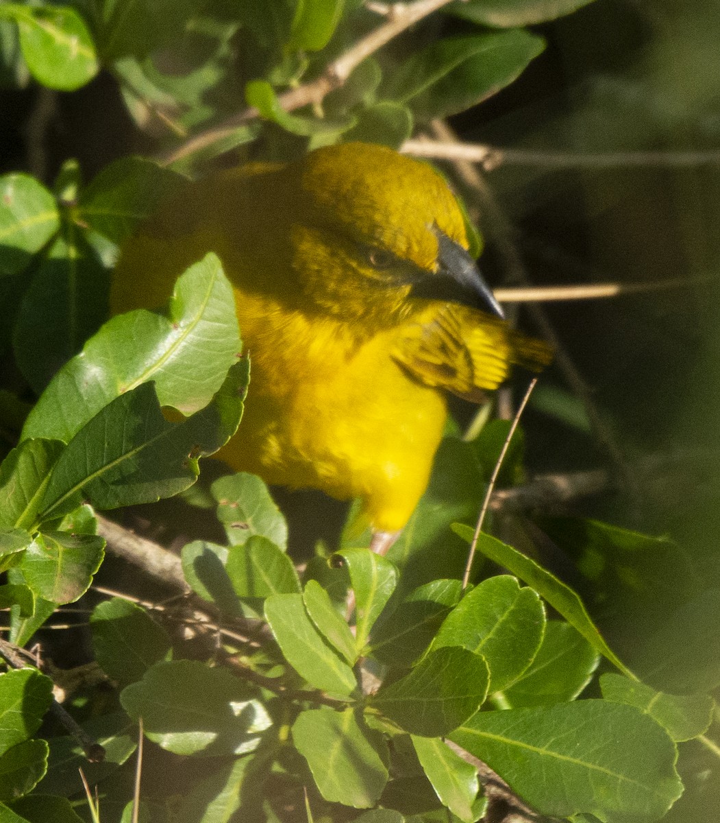 Holub's Golden-Weaver - ML643762731