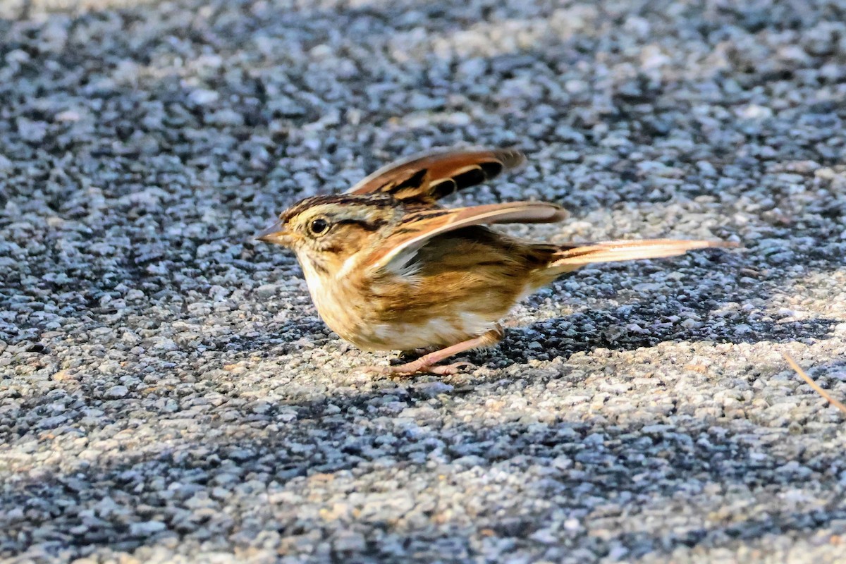 Swamp Sparrow - ML643762732