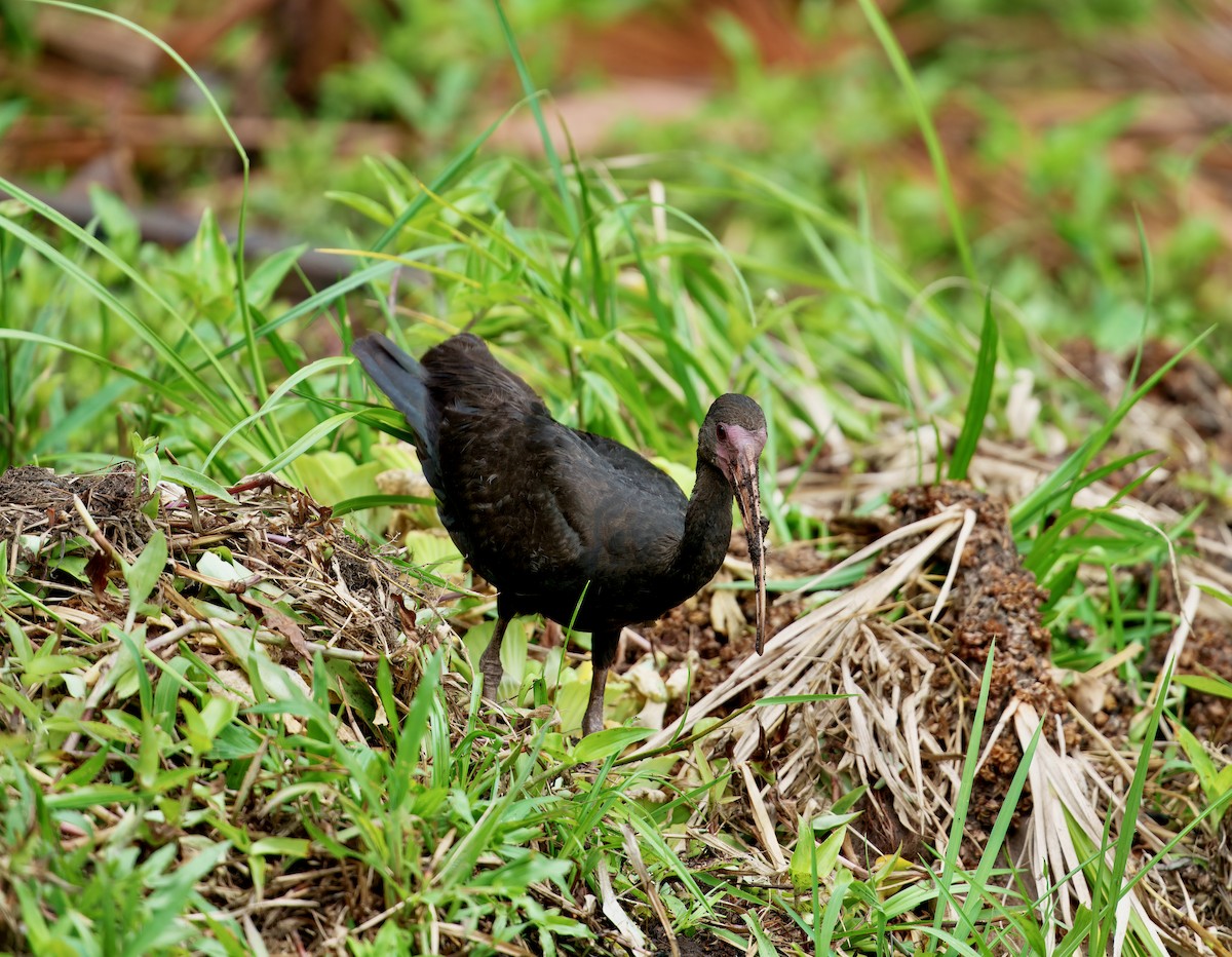 Ibis Afeitado - ML643762735